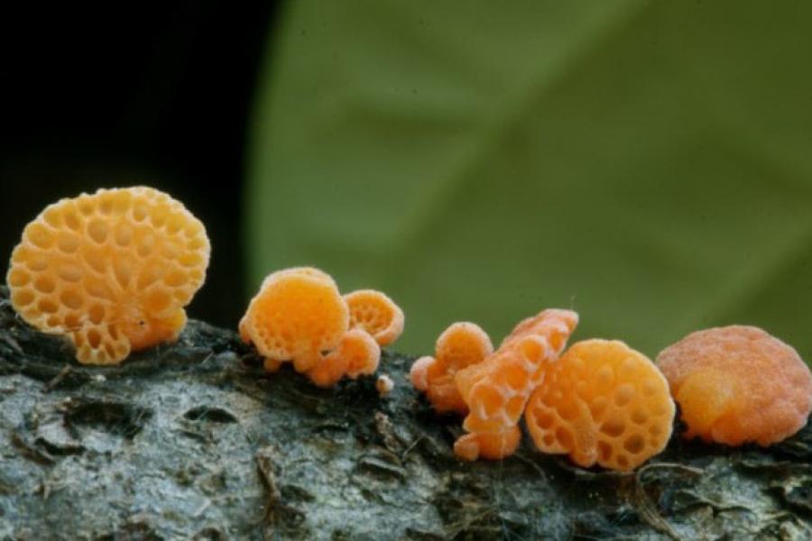 Foto di Favolaschia calocera