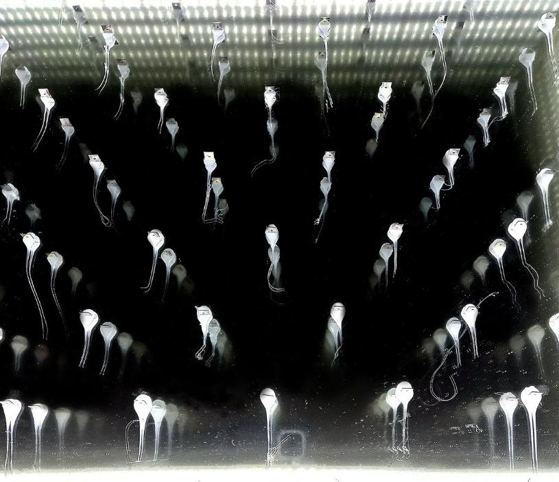 Spermatozoo warehouse