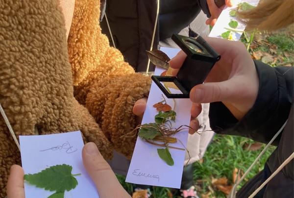 CACCIA AGLI ALBERI REALI