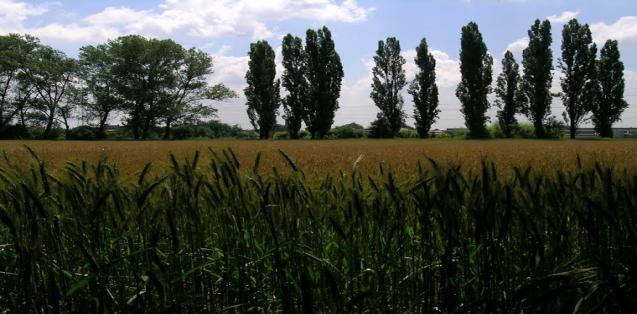 Parco Grubrìa