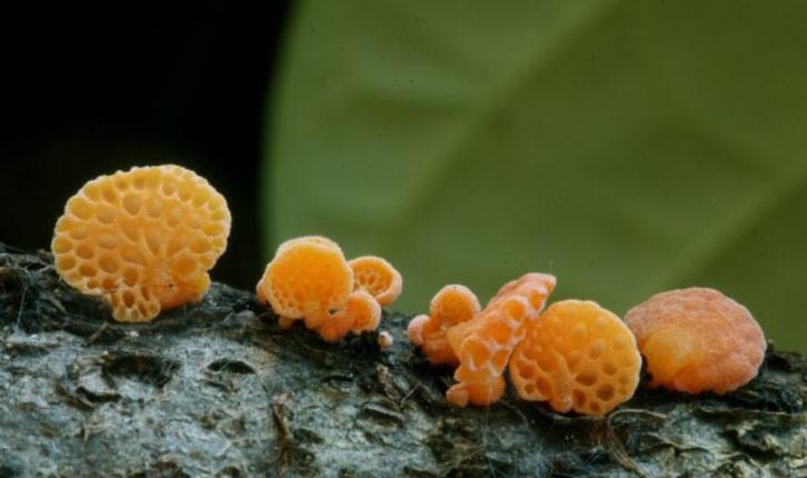 Foto di Favolaschia calocera