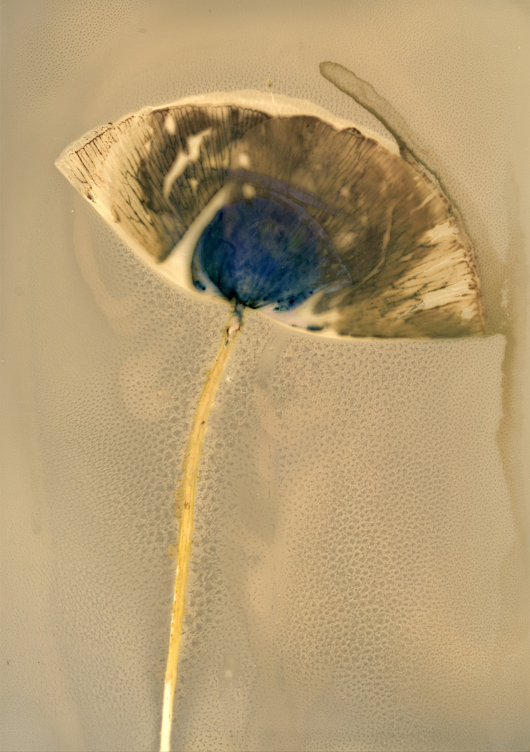 lumen flowers